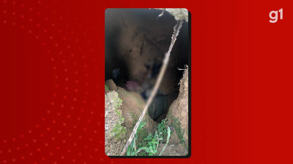 homem-e-preso-por-matar-6-gatos-e-alegar-que-seria-para-‘rituais-macabros’-no-am,-diz-policia