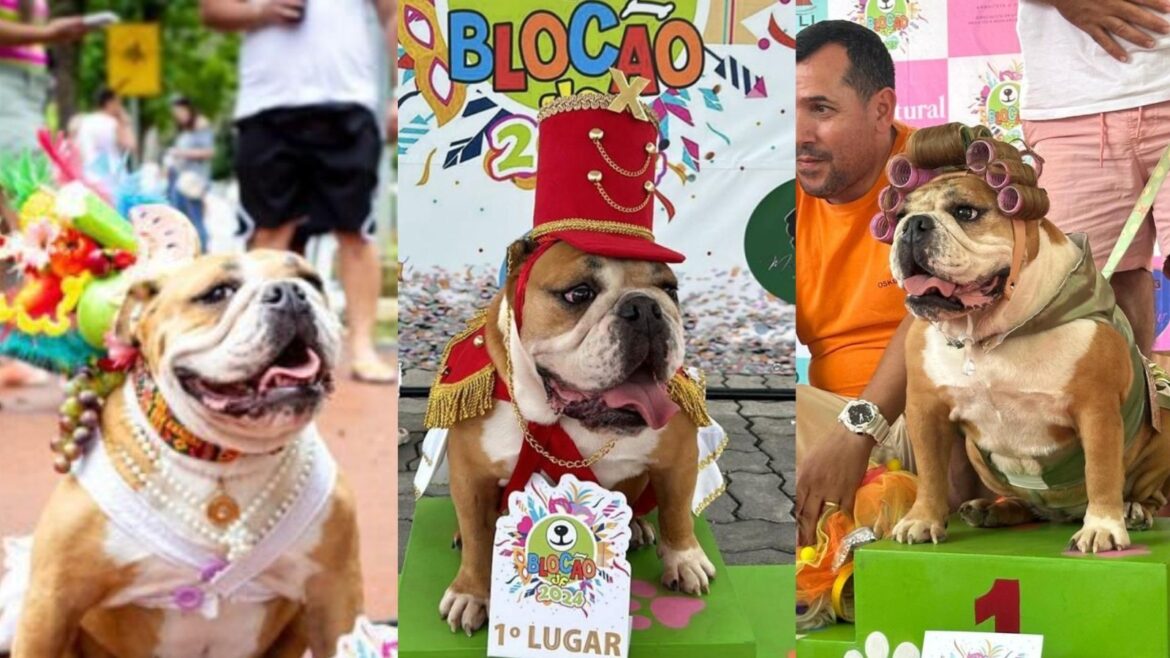 carmen-miranda,-paquita-e-dona-herminia:-buldogue-influencer-e-tricampea-em-concurso-de-fantasias-carnavalescas