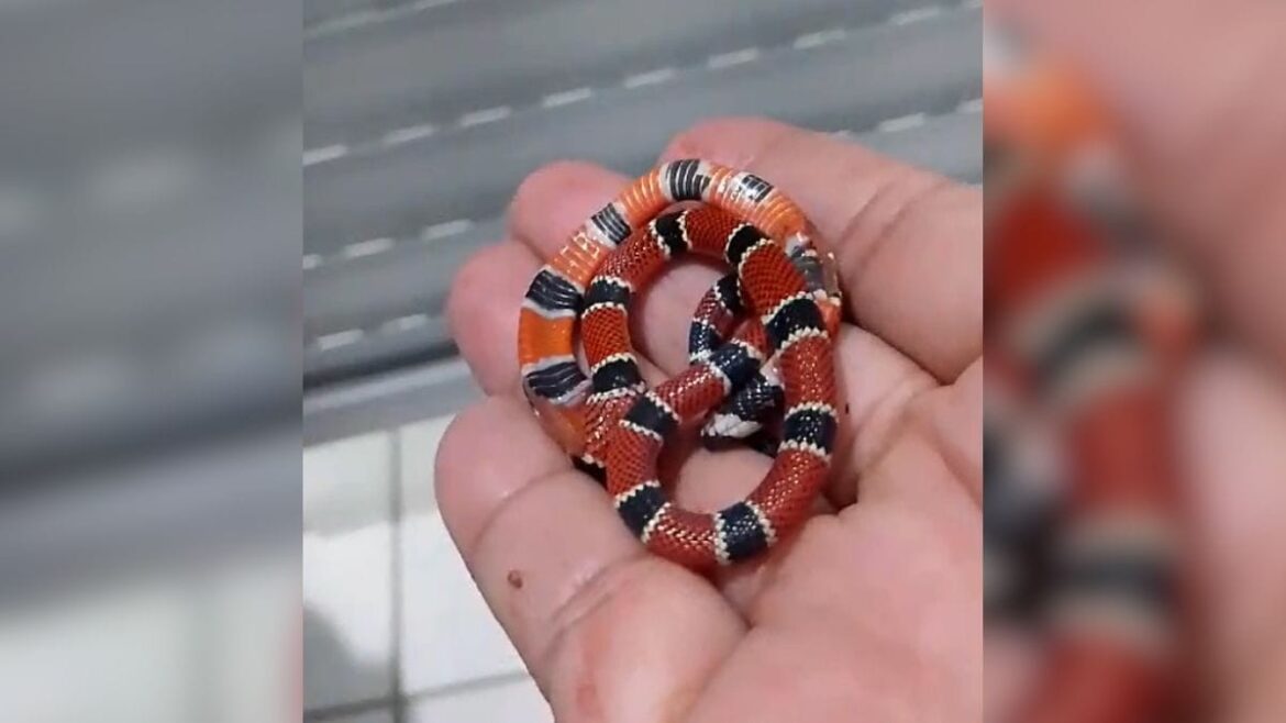 vigilante-morde-cobra-venenosa-apos-ser-picada-pelo-animal-em-creche-de-sc