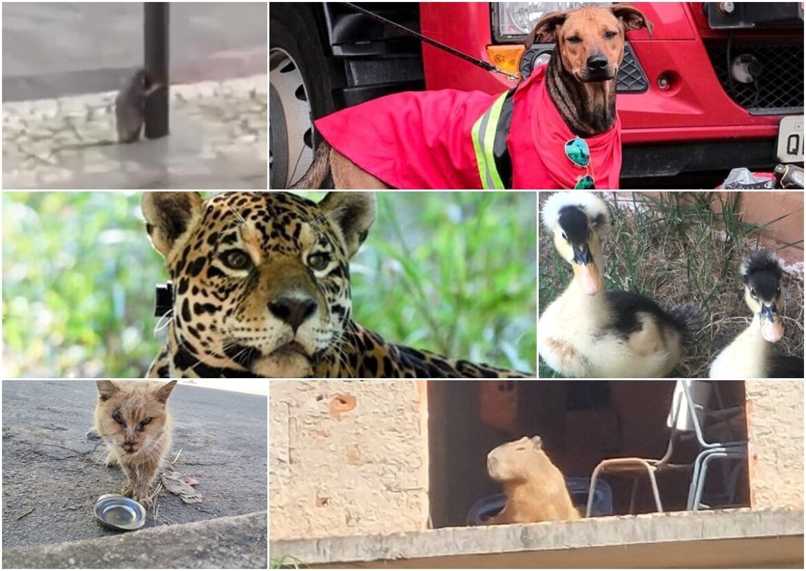 onca-no-jardim-botanico,-rato-‘segurando’-em-poste-e-gata-mais-velha-do-mundo:-relembre-momentos-em-que-os-animais-foram-protagonistas-em-juiz-de-fora-e-regiao