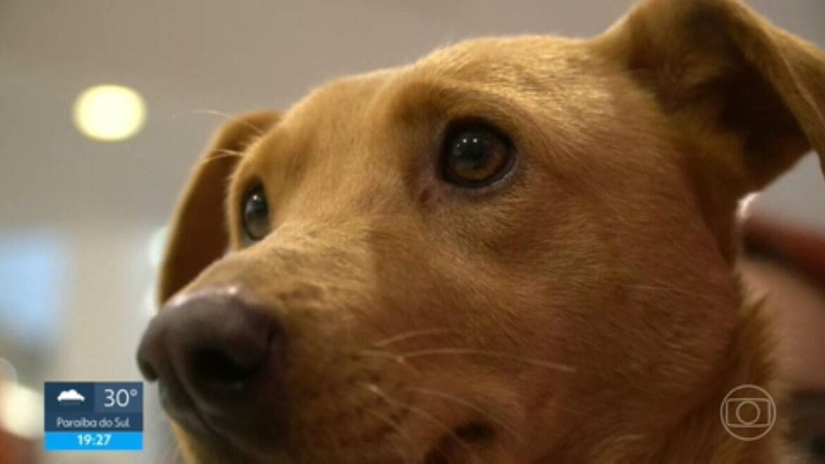 mais-de-5-mil-animais-ja-foram-resgatados-no-estado-do-rj-apenas-em-2025,-dizem-bombeiros