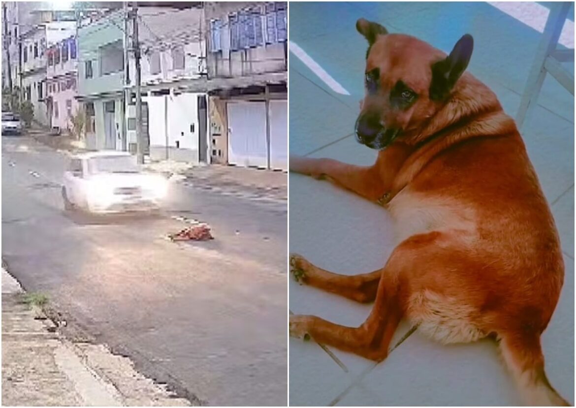 motorista-de-aplicativo-e-indiciado-por-atropelar-e-matar-cachorro-em-juiz-de-fora;-crime-foi-intencional,-diz-delegado