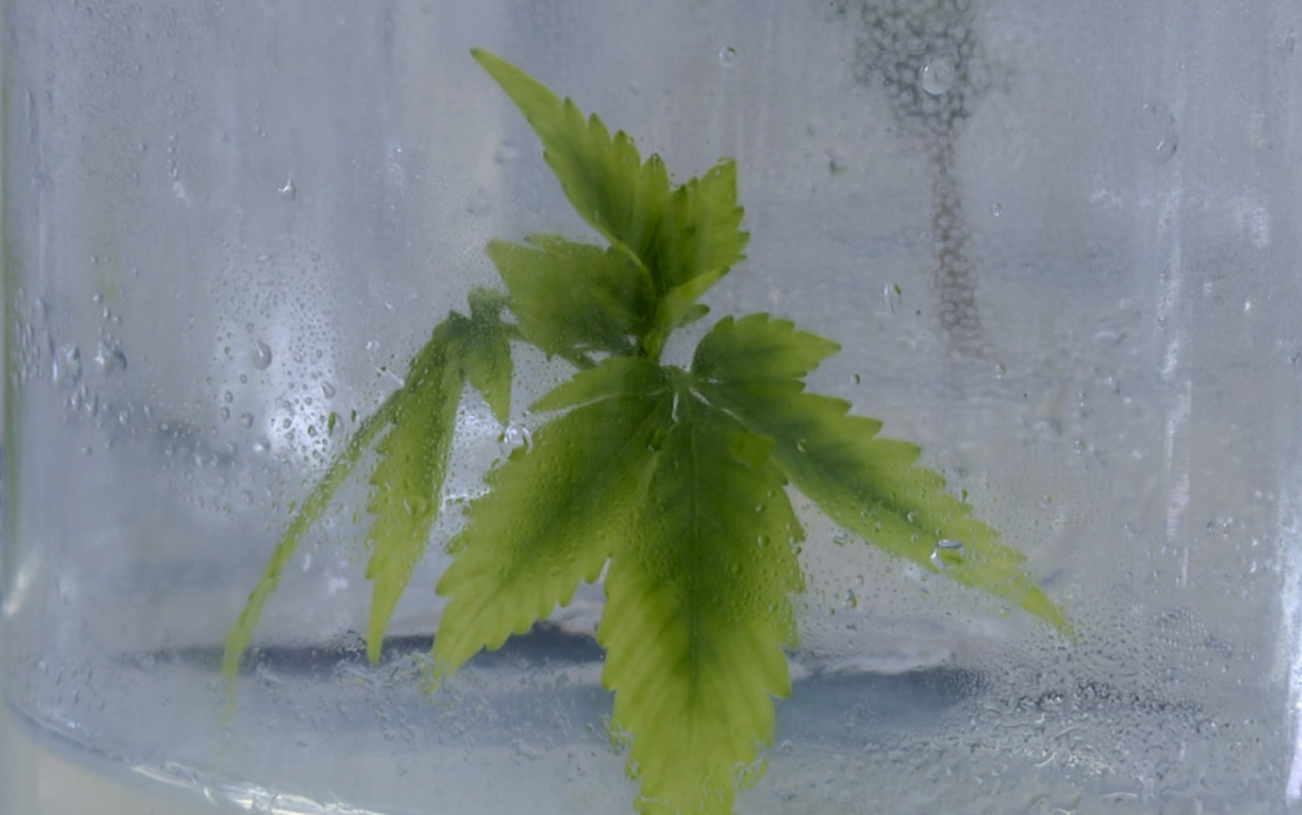 laboratorio-da-ufla-recebe-certificacao-para-projetos-in-vitro-de-cannabis-medicinal-geneticamente-modificada
