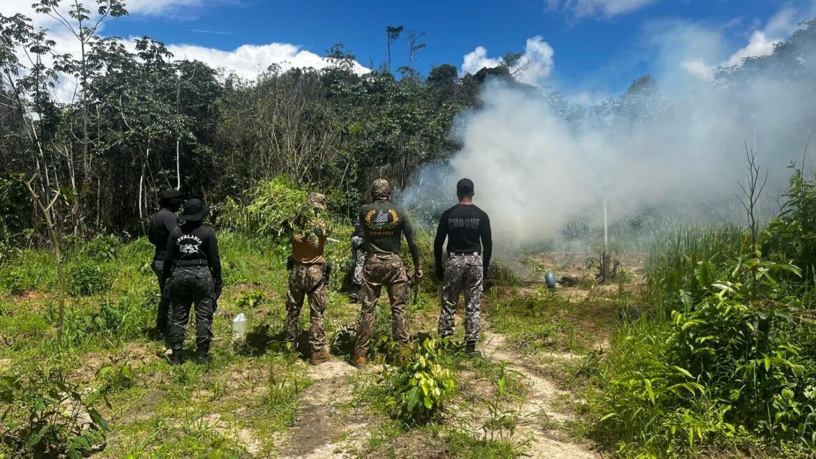 mais-de-36-mil-pes-de-maconha-sao-destruidos-nas-regioes-do-gurupi-e-do-turi-no-maranhao