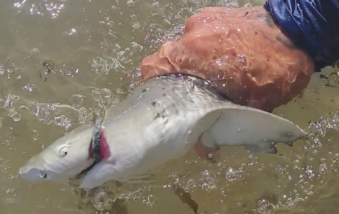 filhote-de-tubarao-ferido-com-boca-presa-por-elastico-de-cabelo-e-resgatado-em-fernando-de-noronha;-video