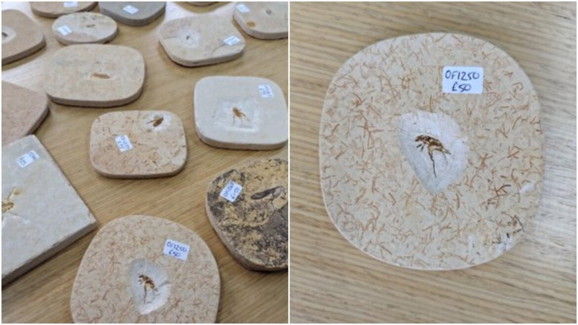 reino-unido-devolve-fosseis-de-100-milhoes-de-anos-levados-ilegalmente-do-brasil