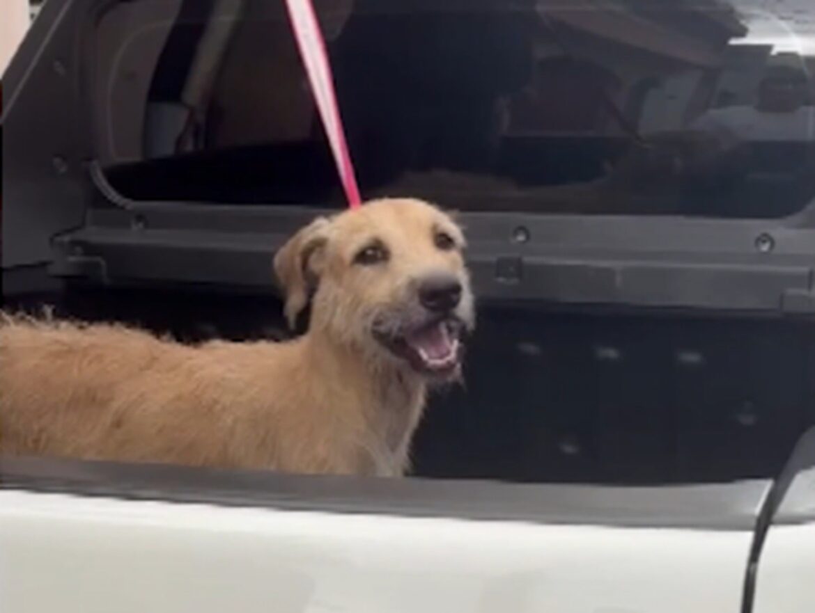 video:-camera-flagra-vira-lata-caramelo-sendo-atacado-com-agua-quente-em-belem;-cao-segue-internado