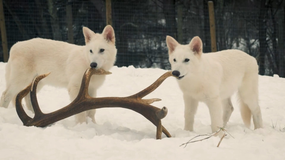 lobo-terrivel-pode-voltar-a-natureza?-veja-os-dilemas-ecologicos-da-especie-‘desextinta’