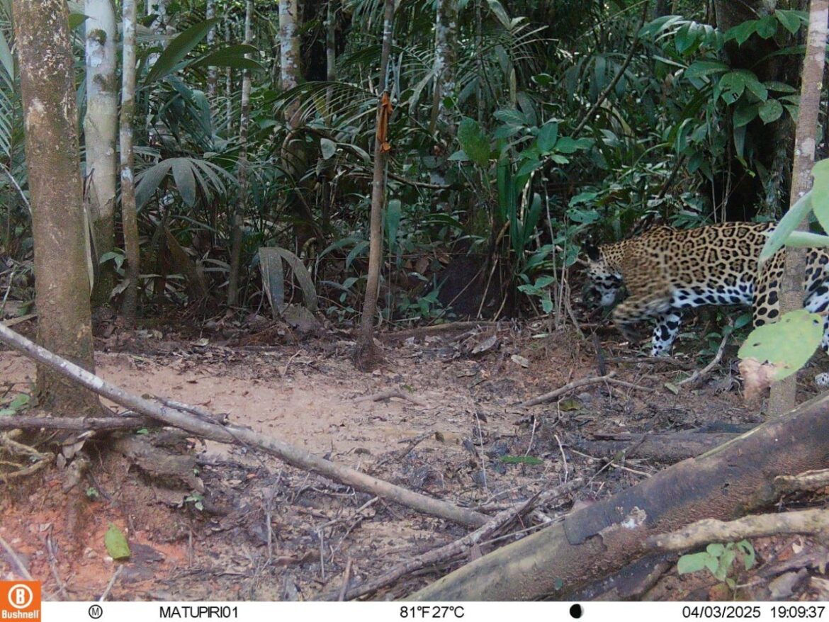 video:-onca-pintada-e-flagrada-por-armadilha-fotografica-em-reserva-ambiental-no-amazonas