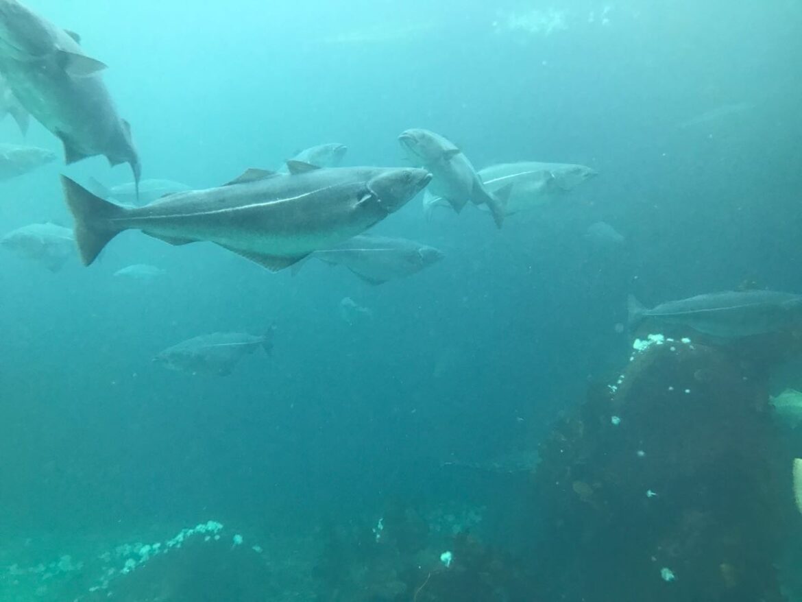 bacalhau-pode-chegar-a-1,5 m-e-90-kg:-veja-curiosidades-sobre-o-prato-‘queridinho’-da-pascoa