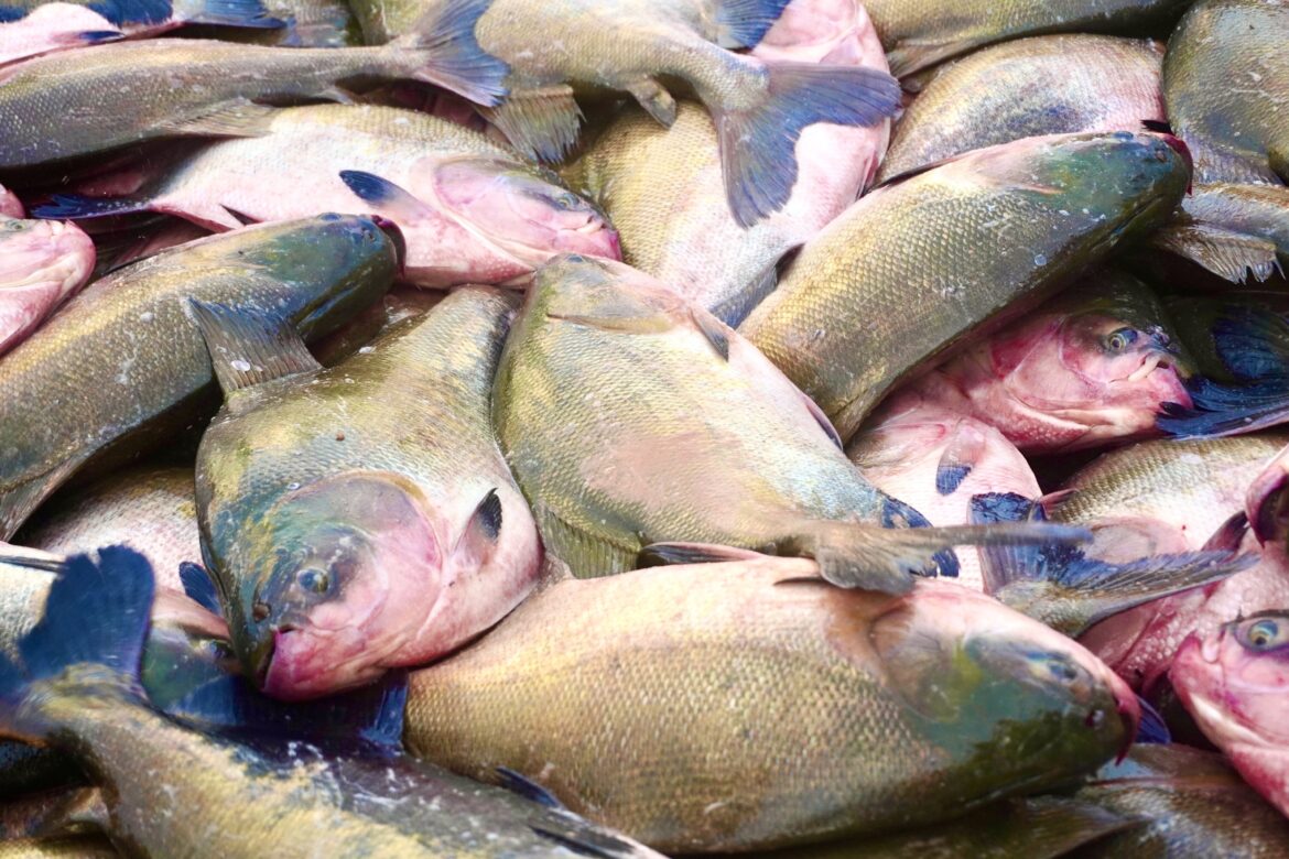 producao-de-tambaqui-cresce-20%-em-dois-anos-em-roraima