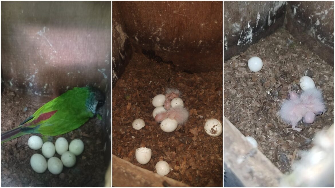 especie-ameacada,-periquito-cara-suja-volta-a-se-reproduzir-no-ceara-apos-mais-de-um-seculo
