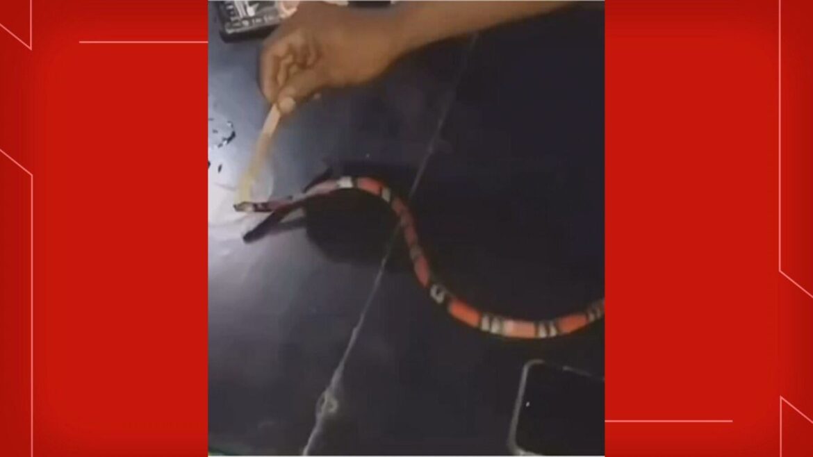 policia-do-df-investiga-suspeitos-de-torturar-cobra-e-publicar-nas-redes-sociais;-veja-video