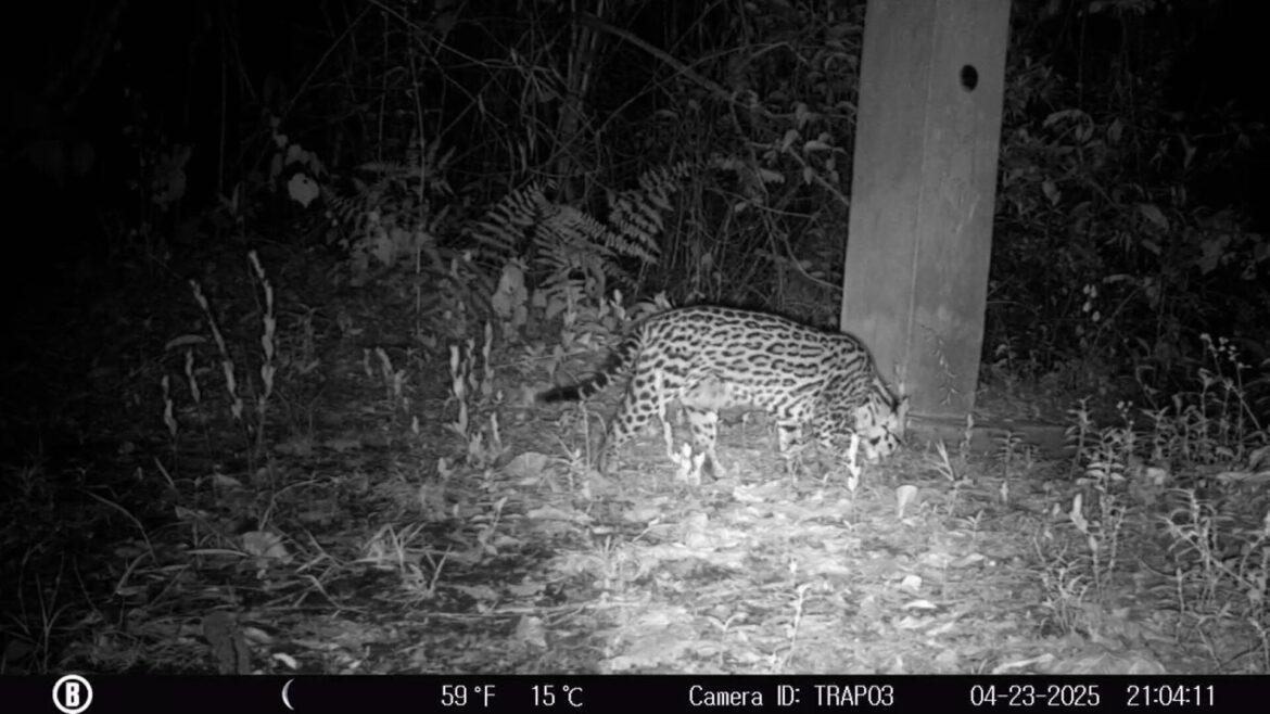 video:-jaguatirica-e-flagrada-por-cameras-no-jardim-botanico-de-brasilia