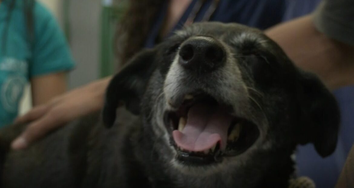 integracao-na-universidade:-mg2-mostra-clinica-veterinaria-que-atende-animais-de-tutores-de-baixa-renda