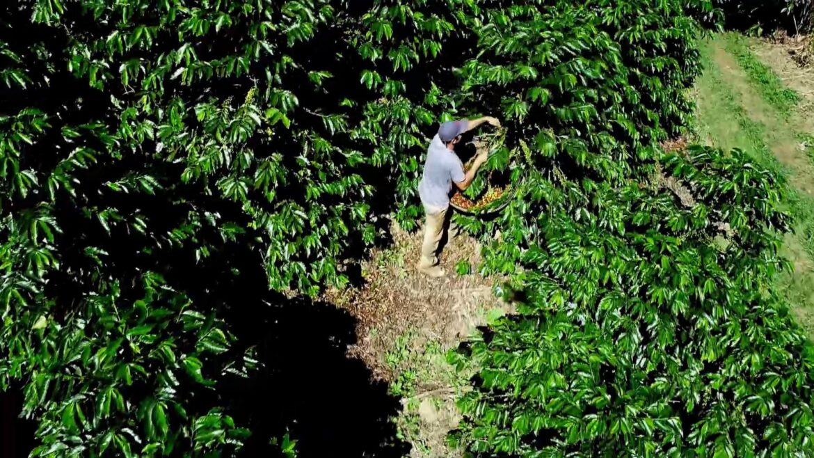 colheita-do-cafe-tem-inicio-em-fazendas-no-sul-de-minas;-saiba-quais-sao-os-direitos-dos-trabalhadores