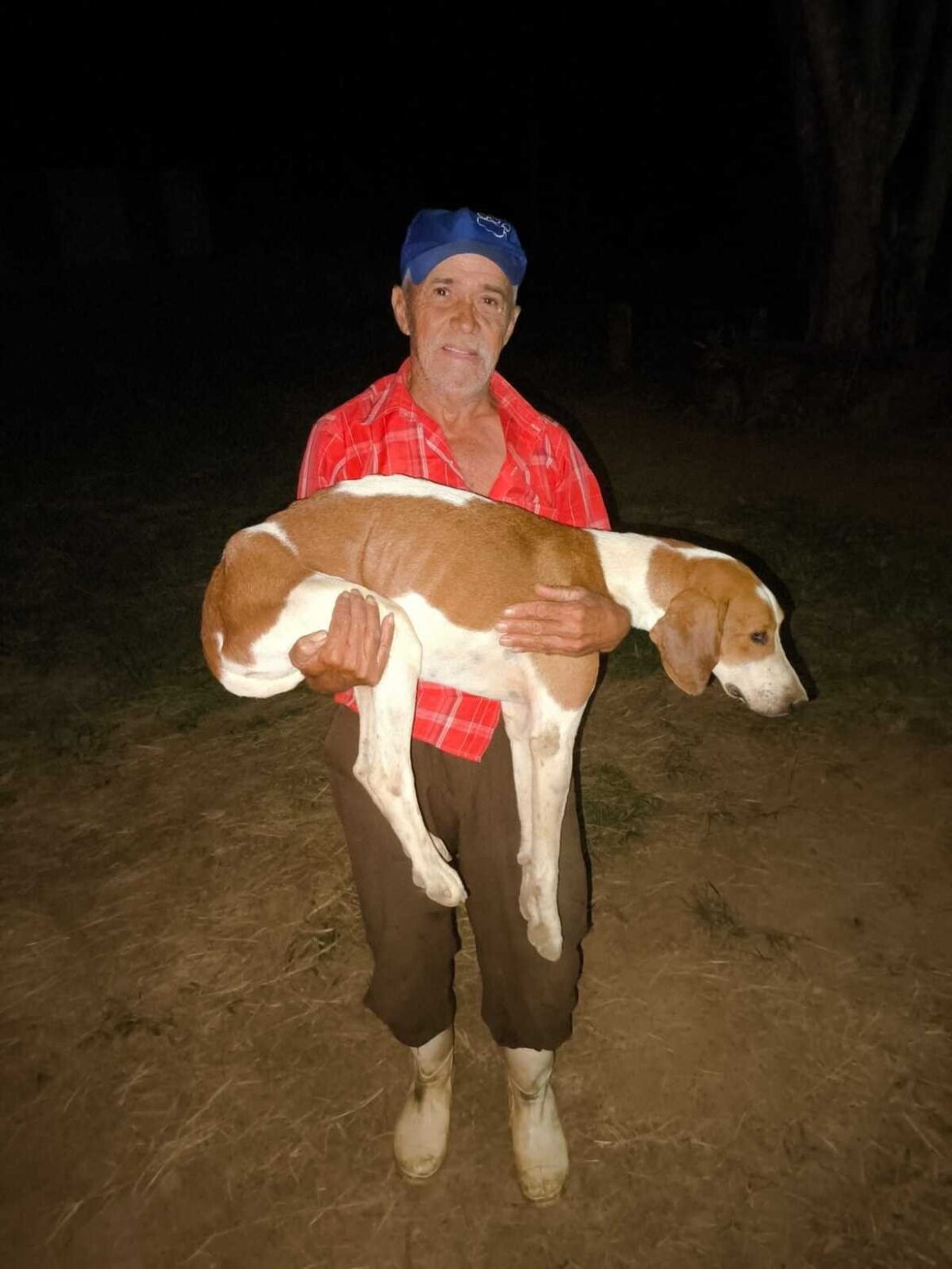 cachorro-de-grande-porte-preso-em-fenda-de-rocha-de-15-cm-por-3-dias-e-resgatado-pelos-bombeiros;-video