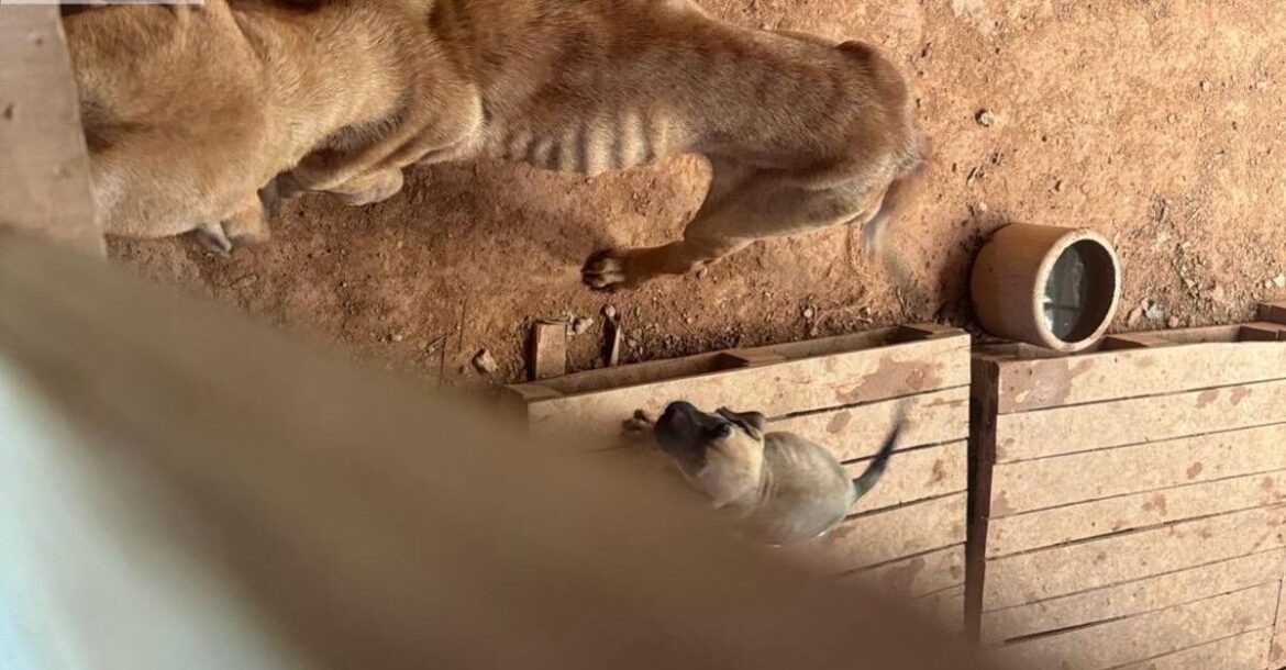 homem-e-preso-e-multado-por-manter-caes-em-situacao-de-maus-tratos-em-uba