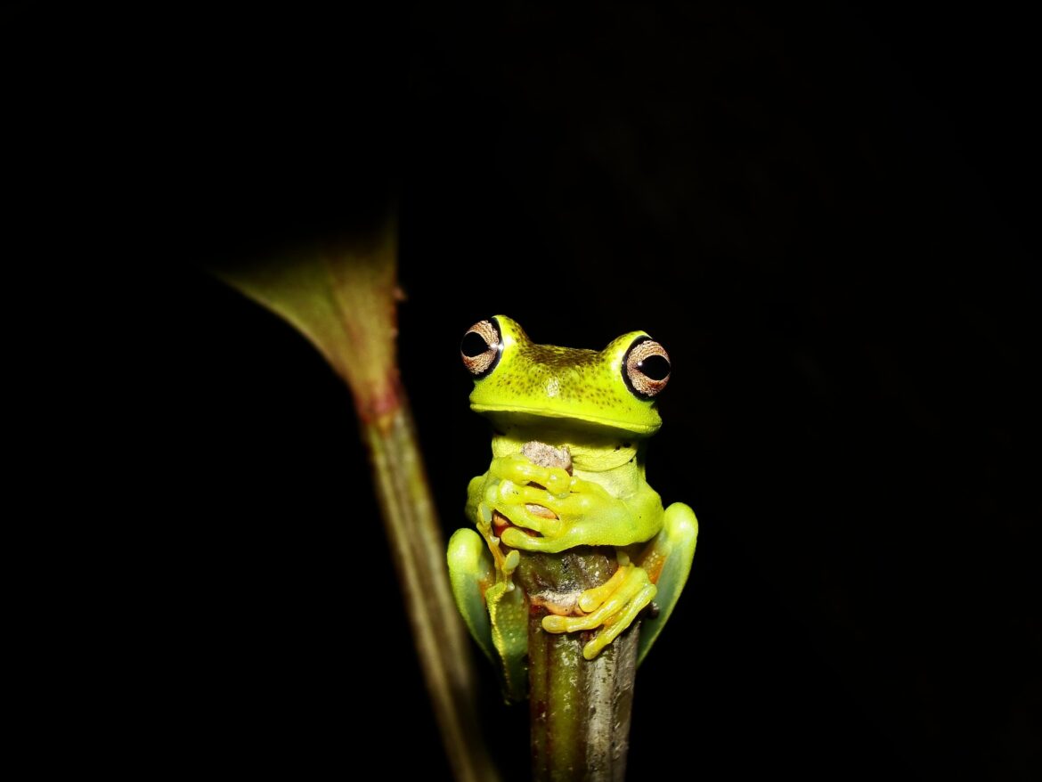 qual-a-diferenca-entre-sapo,-ra-e-perereca?-especialista-explica