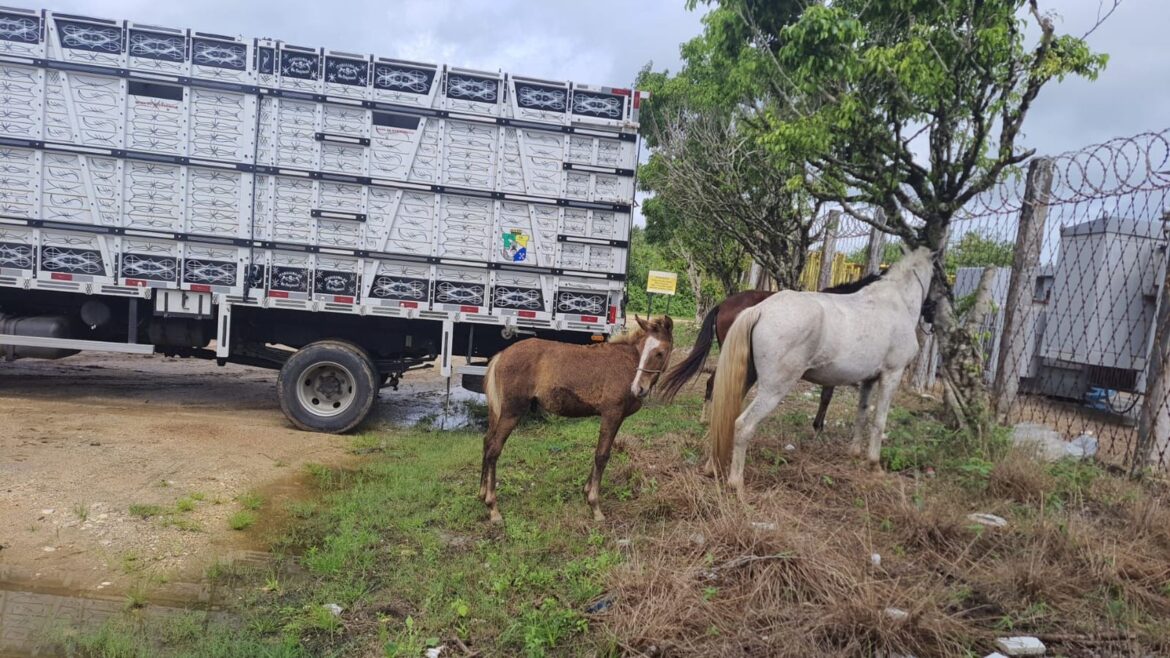 quatorze-animais-soltos-em-rodovias-de-sergipe-sao-apreendidos