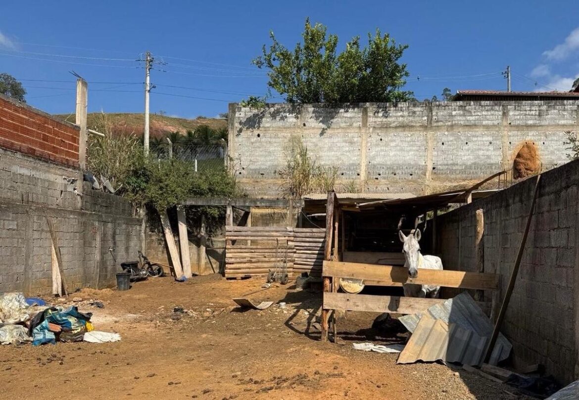 desidratacao-e-ambiente-sem-limpeza-e-protecao:-homem-e-preso-por-maus-tratos-a-cavalos-em-uba