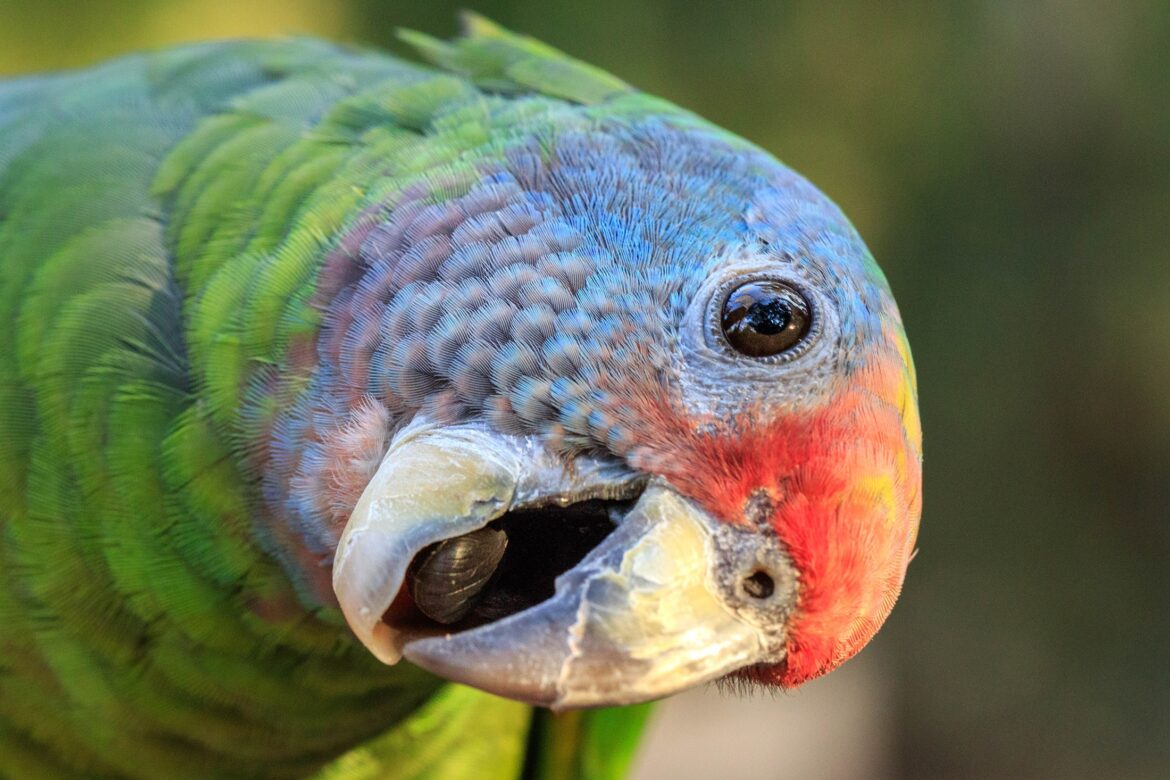 itanhaem,-sp,-elege-papagaio-de-cara-roxa-como-ave-simbolo-do-municipio;-entenda