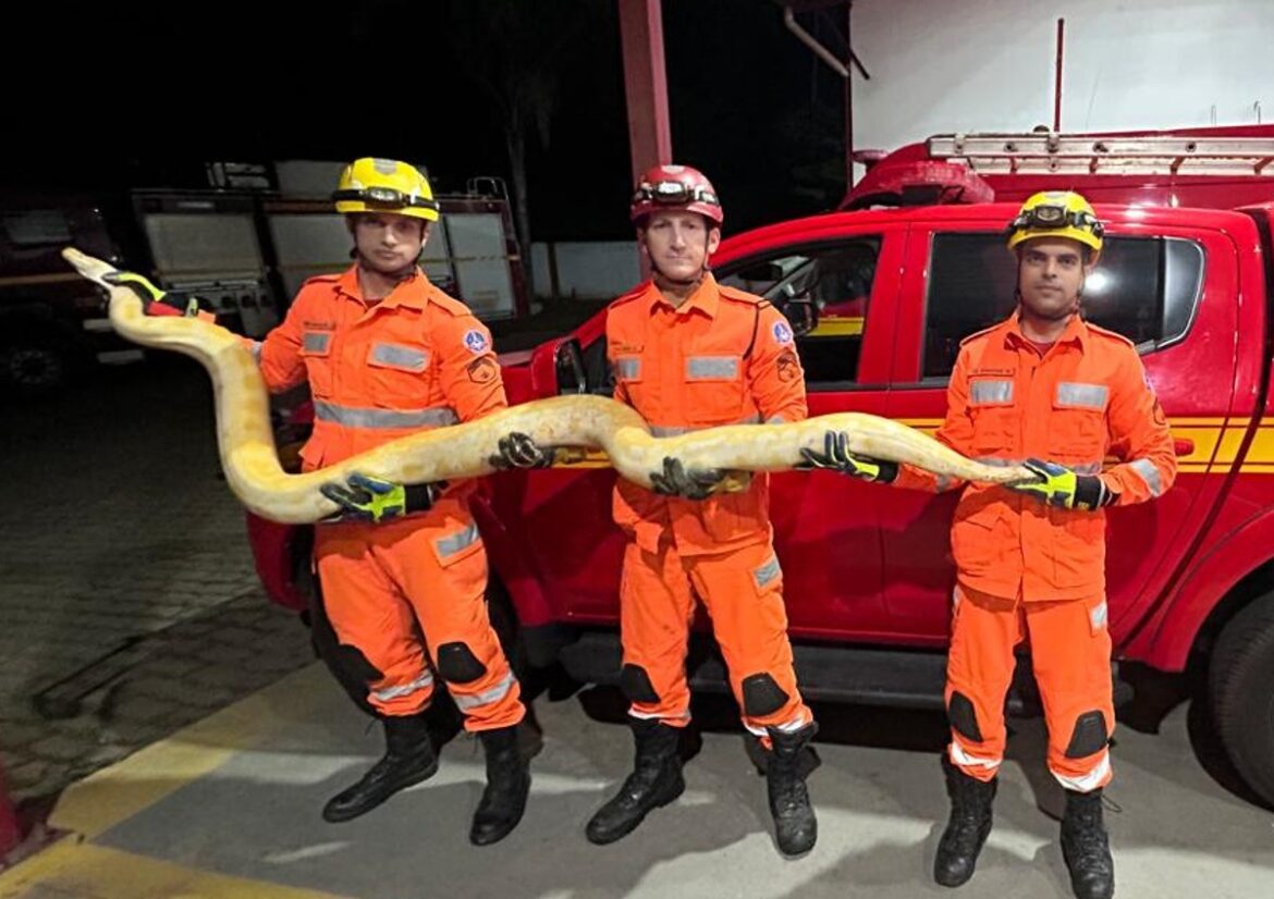 cobra-piton-de-4-metros,-nao-originaria-do-brasil,-e-encontrada-por-morador-no-interior-de-mg