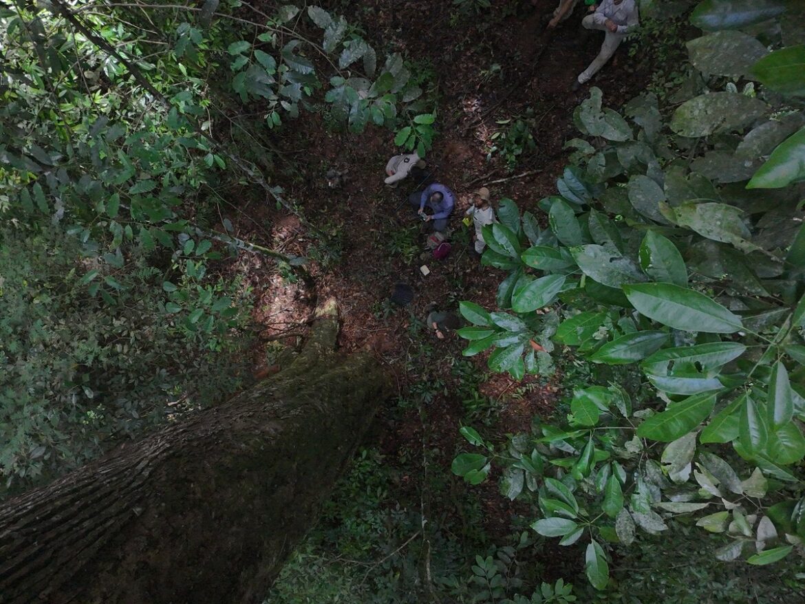 ‘da-altura-de-um-predio-de-22-andares’:-pesquisador-da-ufv-descreve-emocao-ao-descobrir-maior-jequitiba-rosa-do-brasil