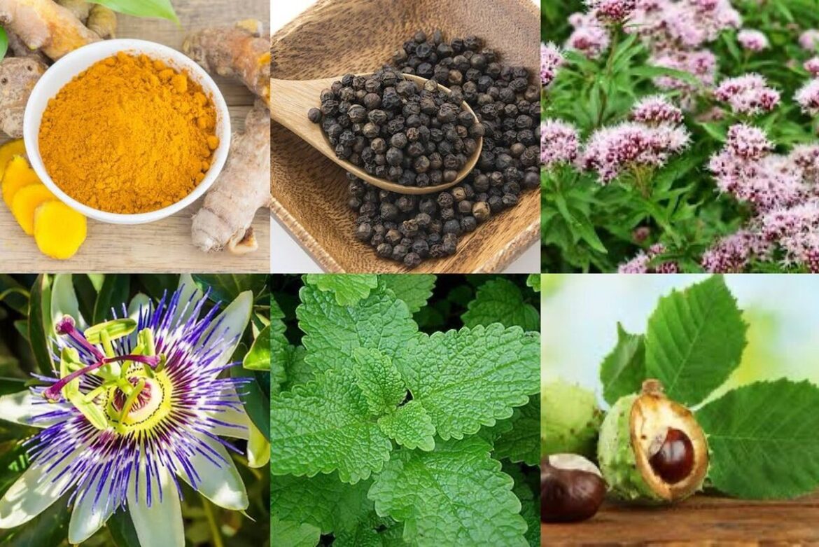 medicamentos-naturais-e-fitoterapicos-para-pacientes-do-sus-comecam-a-ser-oferecidos-em-juiz-de-fora