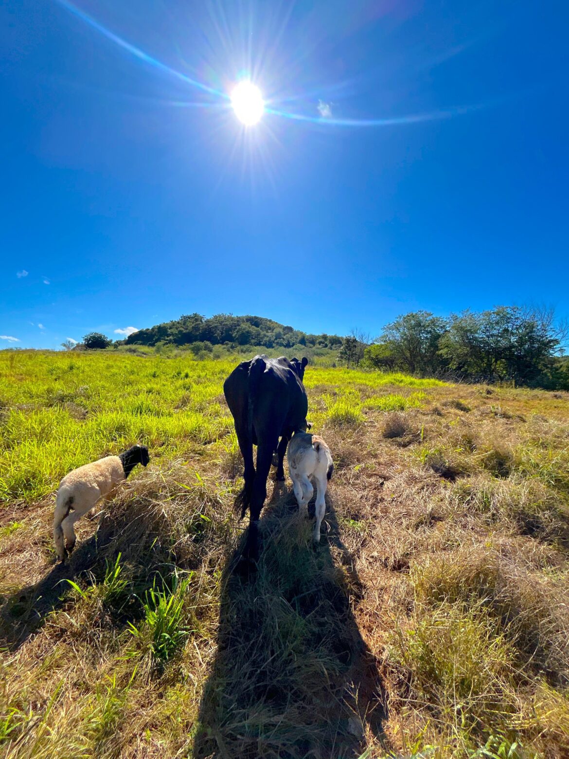 video:-vaca-amamenta-cordeiro-orfao-no-norte-do-pi:-‘adotou-como-filho’,-diz-tutora
