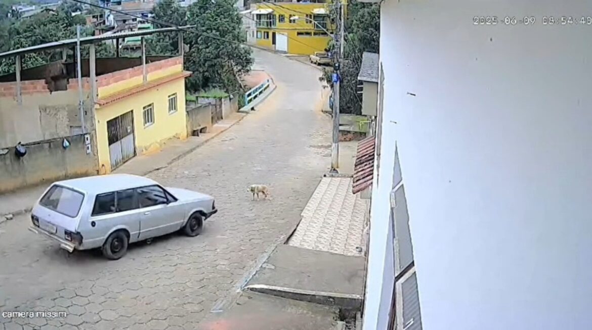 motorista-atropela-cao-em-cidade-de-mg-e-e-preso;-pena-pode-chegar-a-5-anos