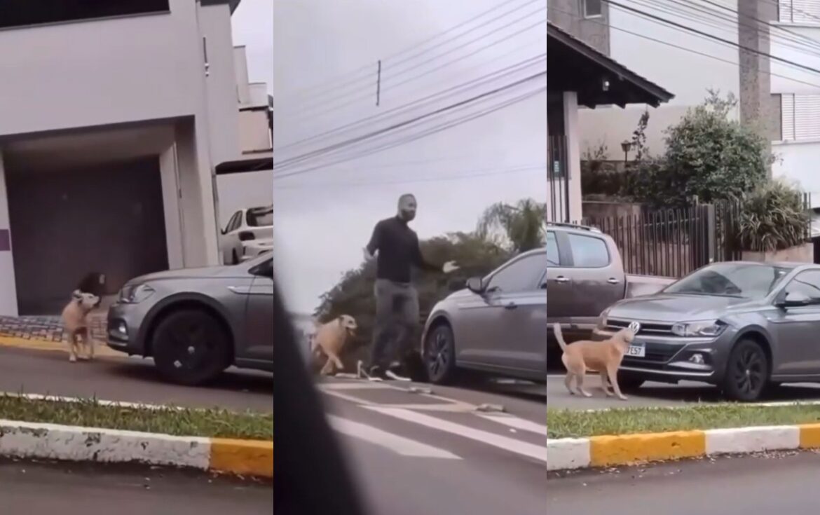 cachorro-impede-passagem-de-carro-de-policial-em-sc-e-video-viraliza:-‘ele-me-enquadrou’