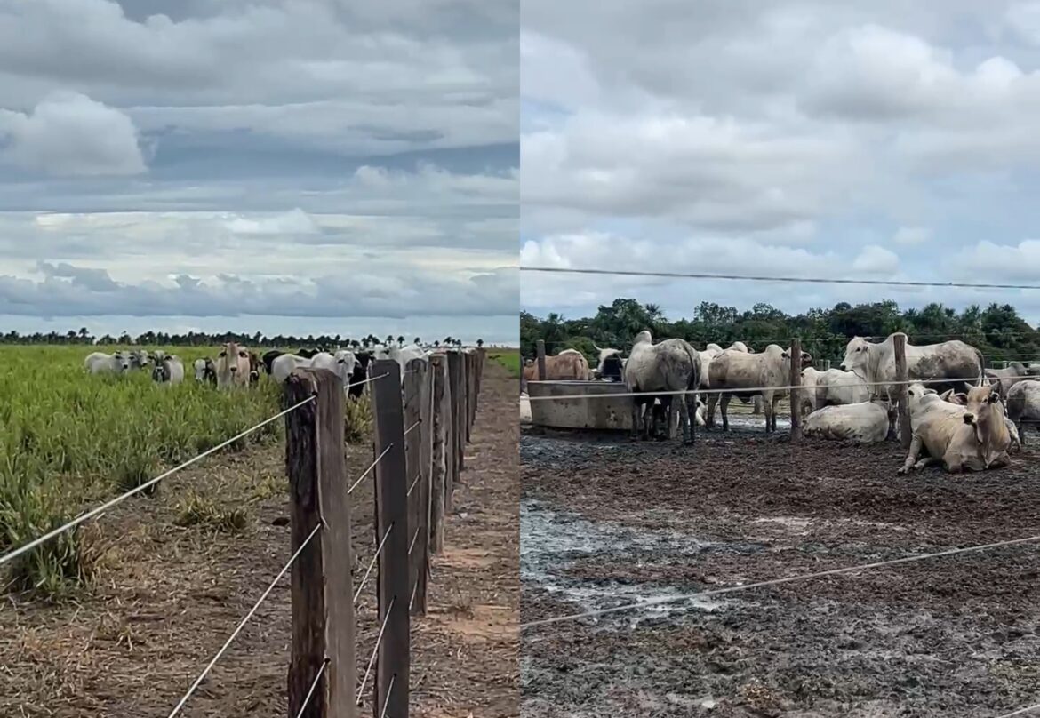 integracao-entre-lavoura-e-pecuaria-garante-renda-o-ano-todo-a-produtores-em-roraima integracao-entre-lavoura-e-pecuaria-garante-renda-o-ano-todo-a-produtores-em-roraima