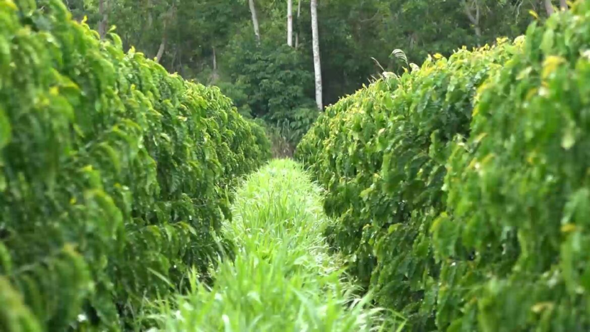 produtor-de-cafe-melhora-qualidade-do-solo-e-zera-uso-de-agrotoxico-com-tecnicas-sustentaveis-no-es