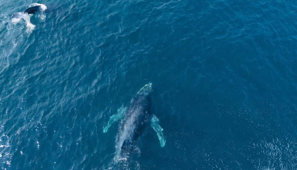 operacao-jubarte-da-pf-e-do-icmbio-reforca-fiscalizacao-para-proteger-baleias-na-regiao-dos-lagos