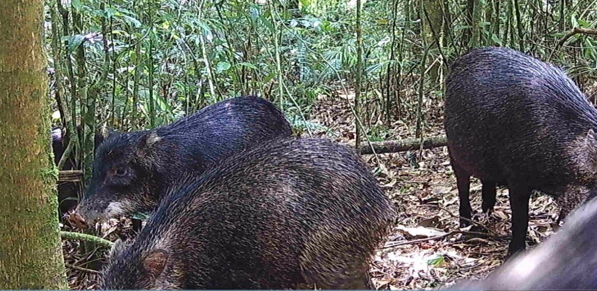 queixadas-voltam-a-ser-registrados-no-rj-apos-decadas-desaparecidos