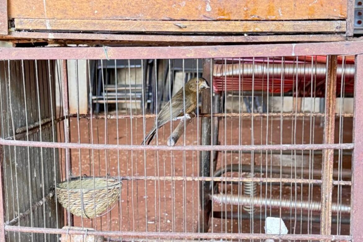 bicudo,-ave-ameacada-de-extincao,-e-encontrado-em-cativeiro-ilegal-em-campo-grande