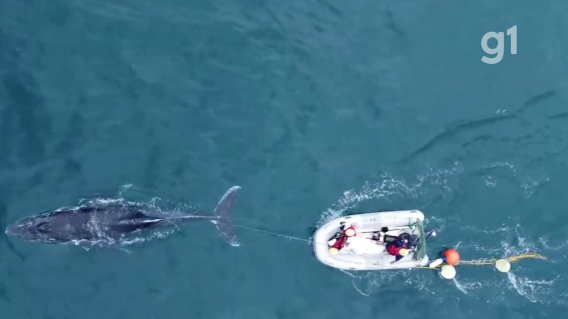video:-baleia-jubarte-e-resgatada-apos-ficar-enroscada-em-rede-de-pesca-em-ubatuba
