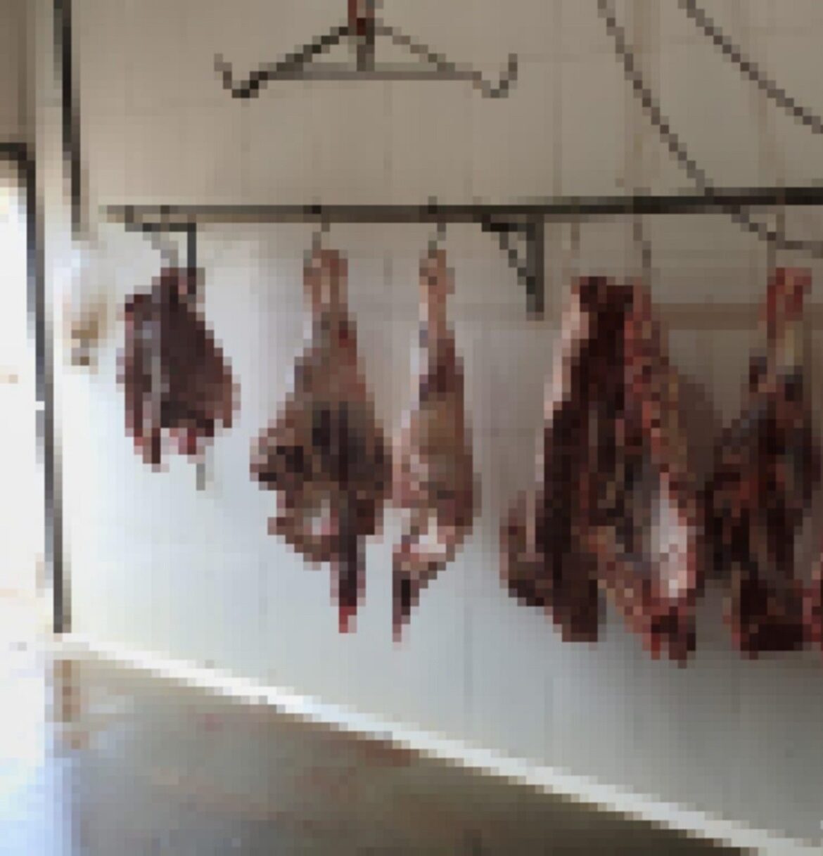 abatedouro-e-multado-em-mais-de-meio-milhao-de-reais-por-maus-tratos-em-abate-de-bovinos-em-mg