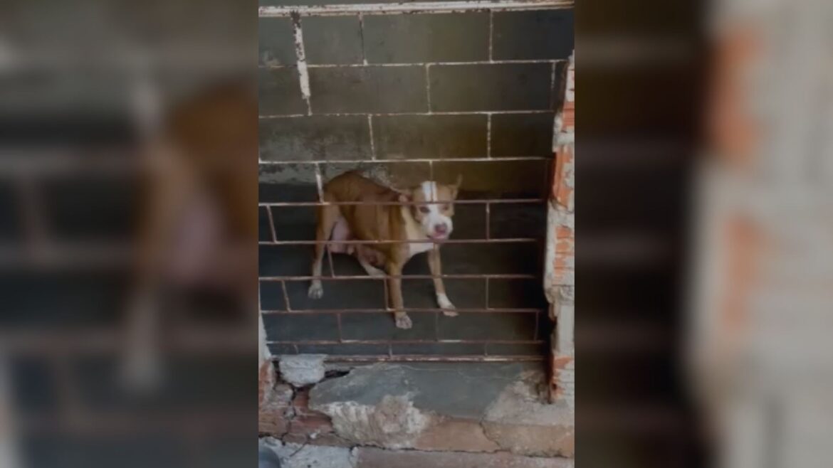 policia-descobre-canil-clandestino-com-pitbulls-em-situacao-de-maus-tratos-no-interior-de-sp