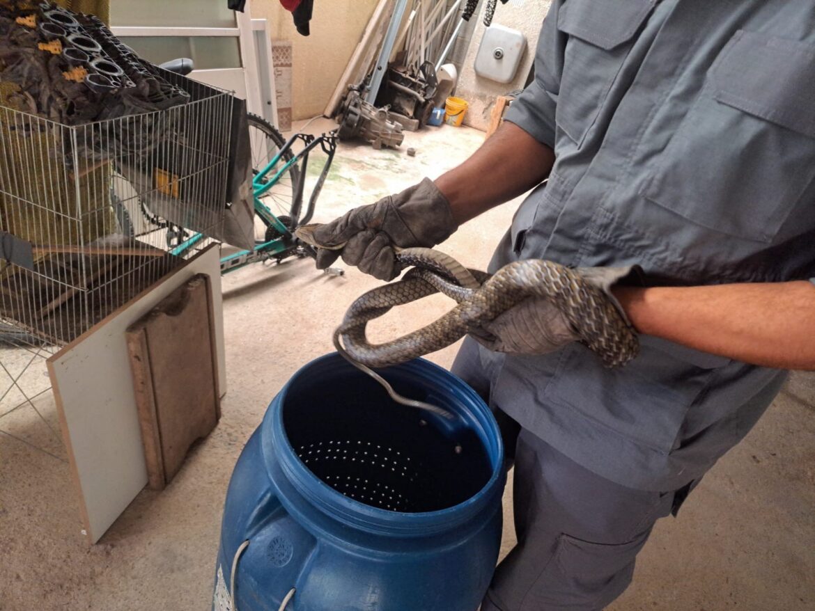 bombeiros-capturam-cobra-que-apareceu-em-lavanderia-de-casa-em-caraguatatuba,-sp bombeiros-capturam-cobra-que-apareceu-em-lavanderia-de-casa-em-caraguatatuba,-sp