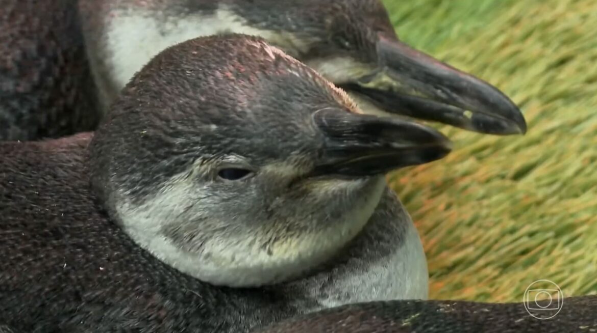 milhares-de-pinguins-enfrentam-desafios-na-busca-por-comida-e-temperaturas-mais-amenas milhares-de-pinguins-enfrentam-desafios-na-busca-por-comida-e-temperaturas-mais-amenas