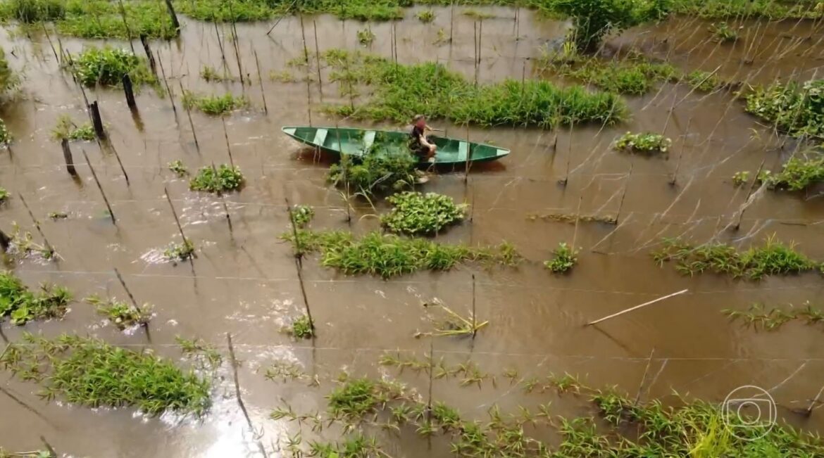 cheia-dos-rios-impoe-prejuizos-a-produtores-rurais-no-amazonas cheia-dos-rios-impoe-prejuizos-a-produtores-rurais-no-amazonas