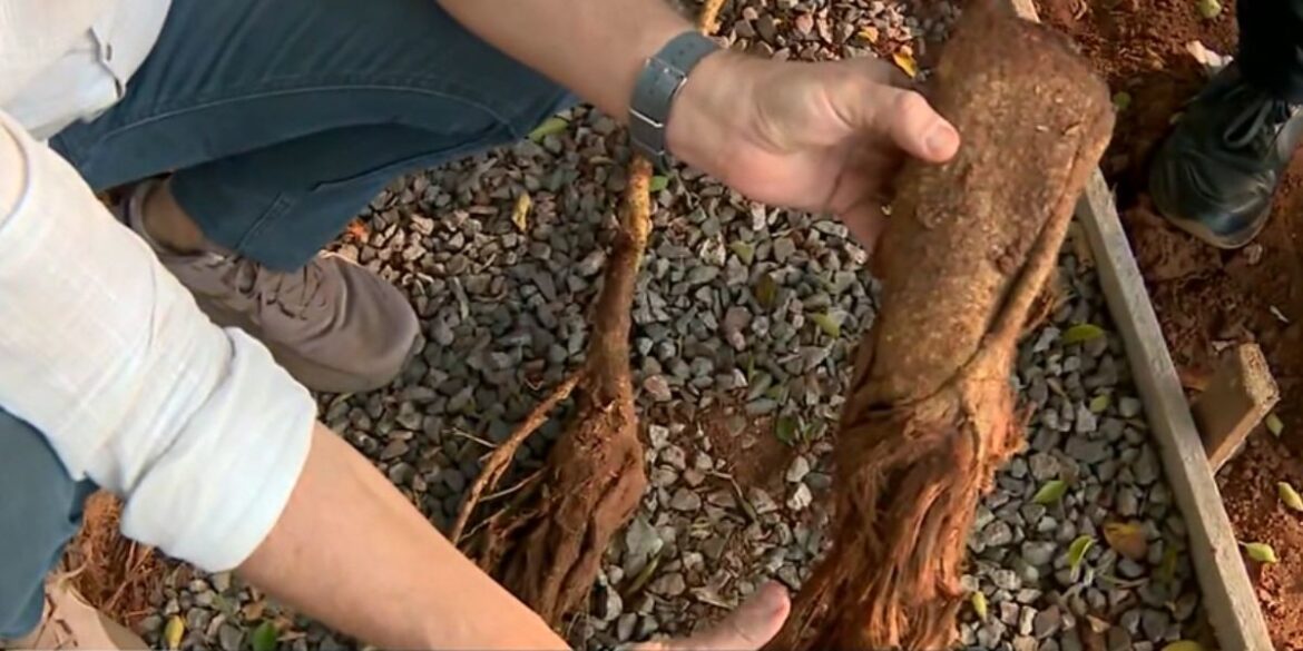 apos-impasse-com-policia-ambiental,-prefeitura-de-campinas-comprova-legalidade-de-corte-de-raizes-de-arvores-na-praca-silva-rego apos-impasse-com-policia-ambiental,-prefeitura-de-campinas-comprova-legalidade-de-corte-de-raizes-de-arvores-na-praca-silva-rego