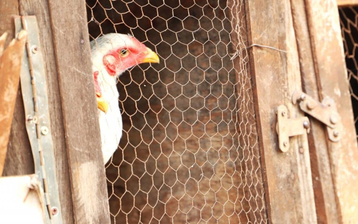 governo-de-sp-confirma-caso-de-gripe-aviaria-em-monte-azul-paulista,-mas-nega-riscos-a-populacao governo-de-sp-confirma-caso-de-gripe-aviaria-em-monte-azul-paulista,-mas-nega-riscos-a-populacao