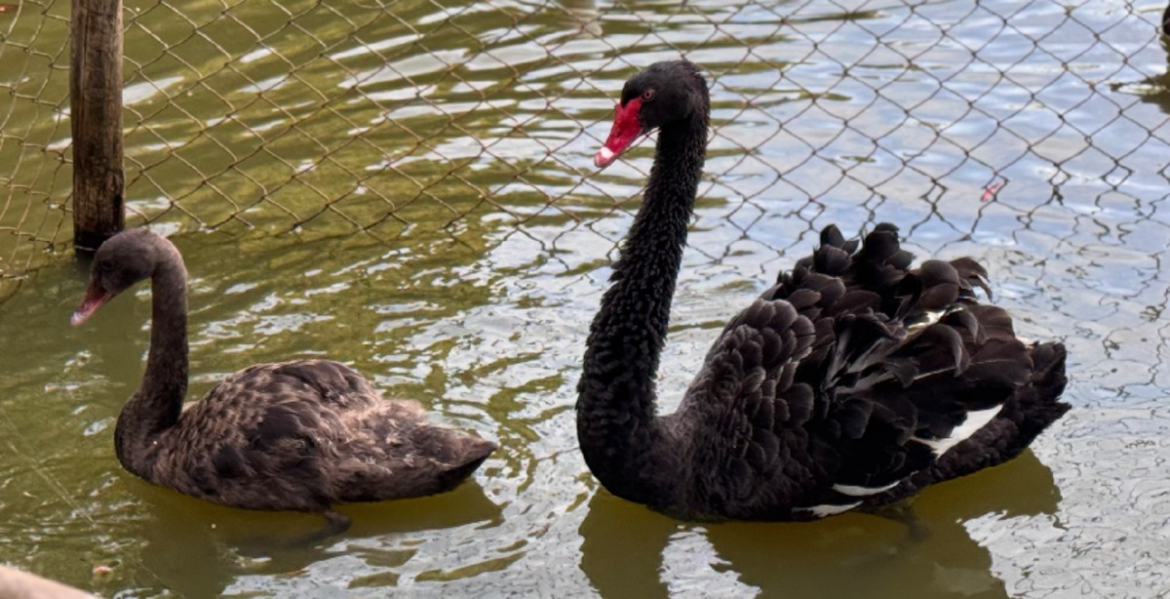 dois-filhotes-de-cisne-negro-passam-a-habitar-o-lago-central-do-museu-mariano-procopio,-em-juiz-de-fora
