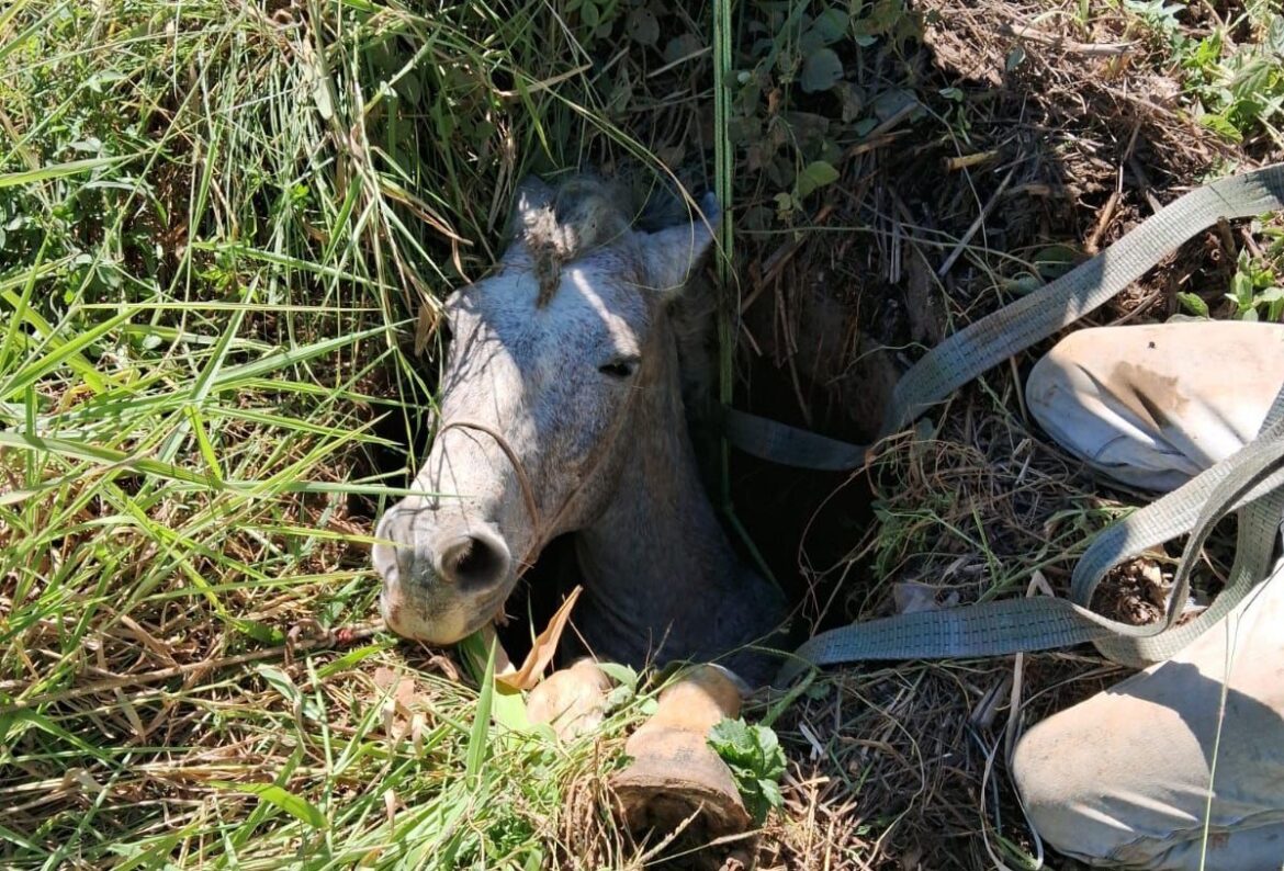 cavalo-fica-entalado-em-buraco-as-margens-da-br-116,-em-mg;-video