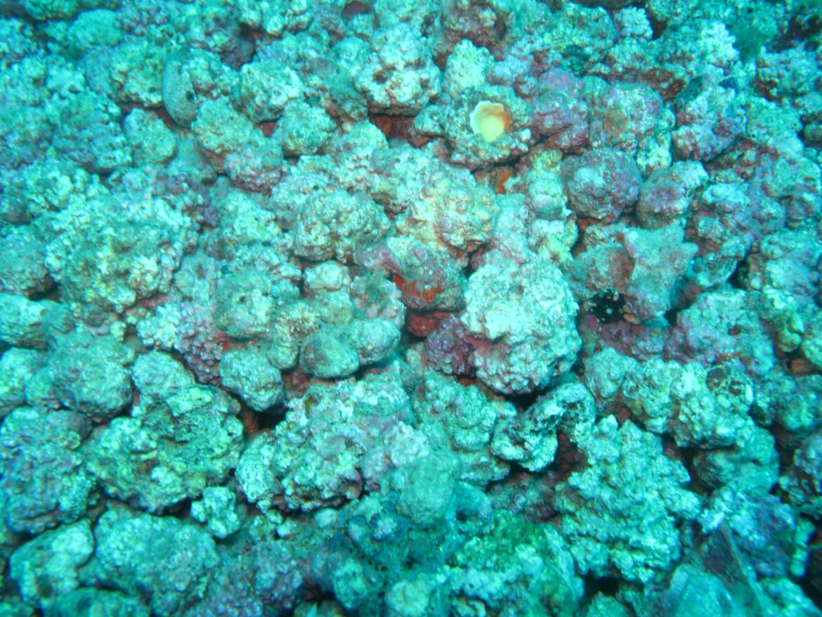 empresa-baiana-investe-em-tecnologia-para-coletar-algas;-vegetal-e-usado-como-materia-prima-de-fertilizantes-e-racao