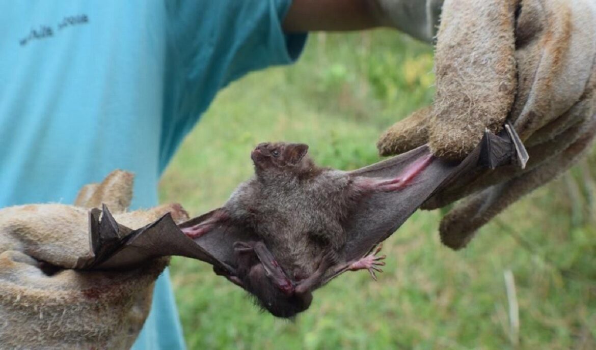 tres-animais-morrem-infectados-por-raiva-em-juiz-de-fora