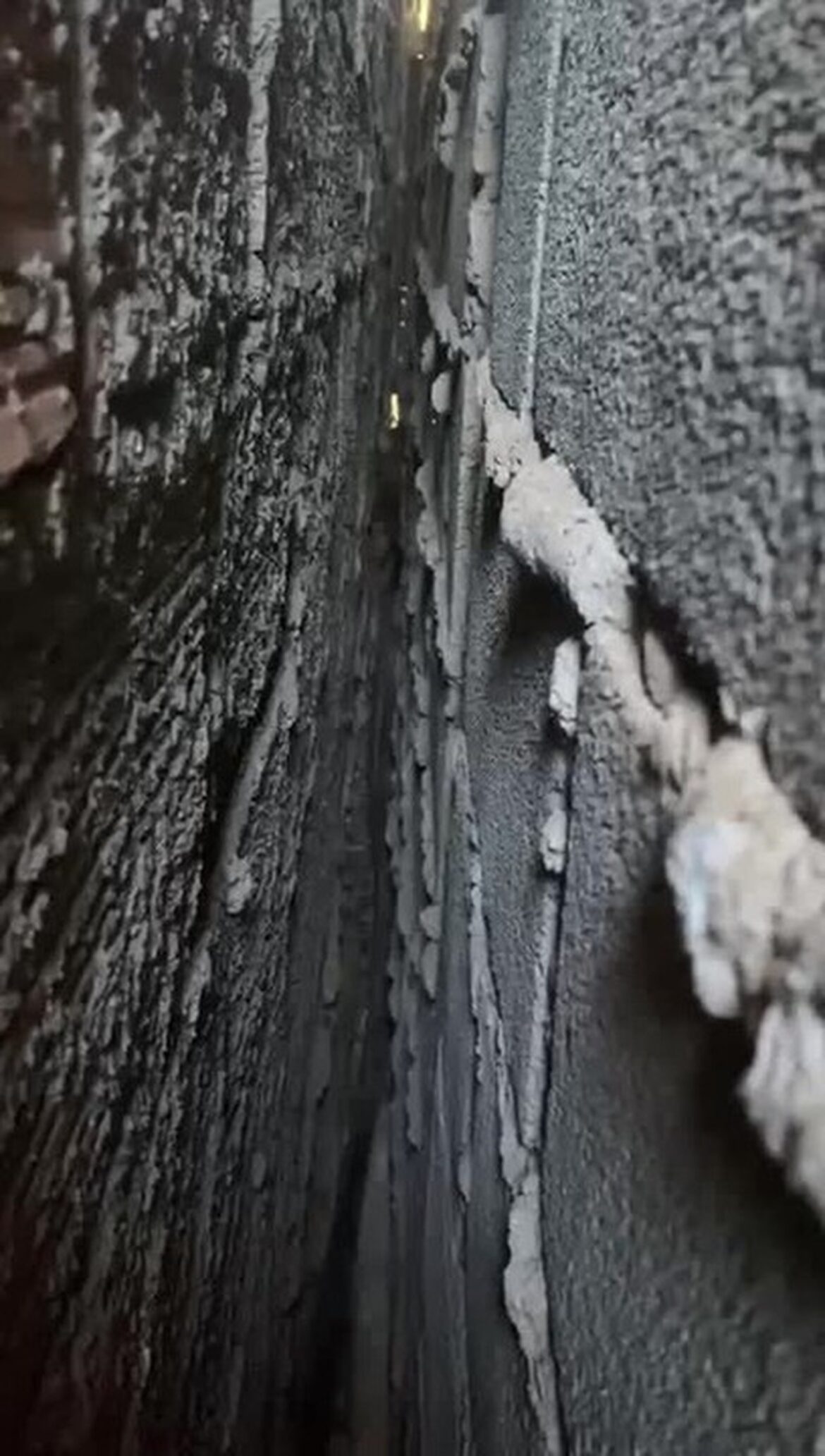 caozinho-passa-dois-dias-preso-entre-muros-e-mobiliza-resgate-em-betim,-na-grande-bh